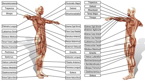 anatomie spieren - fotolia