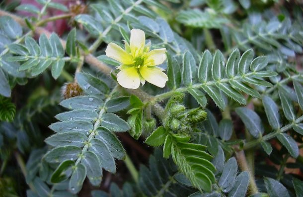 tribulus, fotolia